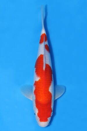 Kohaku - SK-MTS30