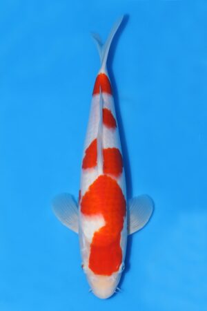 Kohaku - SK-MTS32