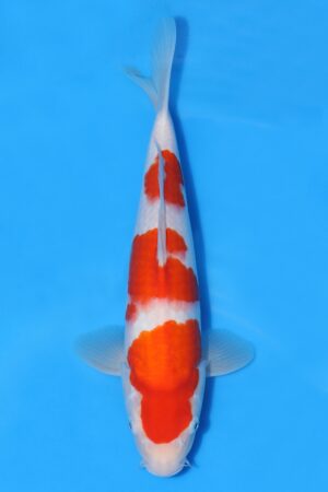 Kohaku - SK-MTS36