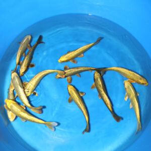 Momotaro Ogon Tosai - SK-OGO