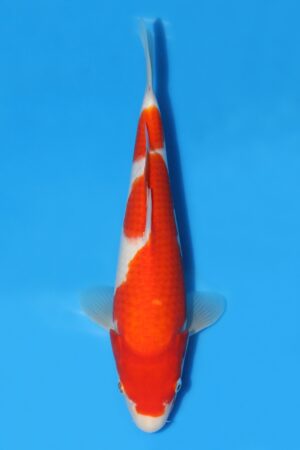 Kohaku - SK-MTO03