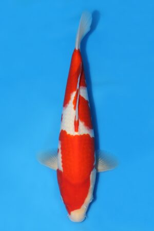 Kohaku - SK-MTO14