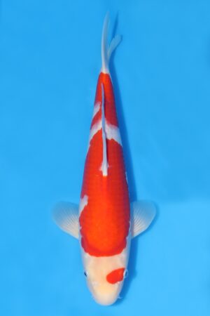 Kohaku - SK-NGO14