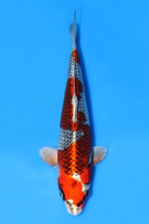 Kujaku - SK-SAI04