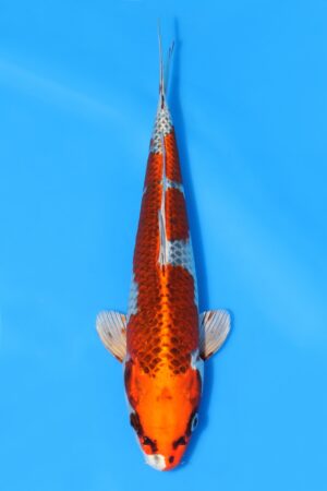 Kujaku - SK-SAI11
