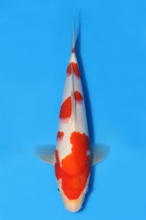 Kohaku - SK-STT04