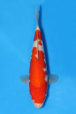 Kohaku - SK-STT15