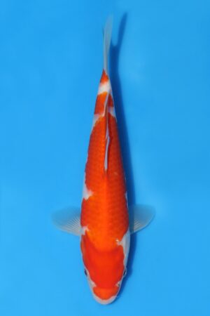 Kohaku - SK-STT21