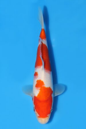 Kohaku - SK-STT24