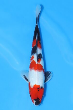 Showa - SK-SEK07