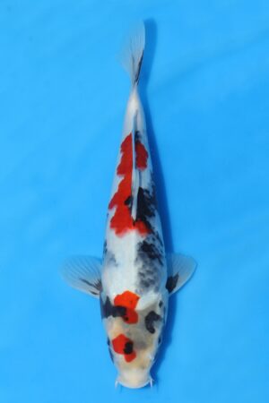 Showa - SK-SEK24