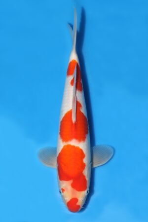 Kohaku - SK-MTS14