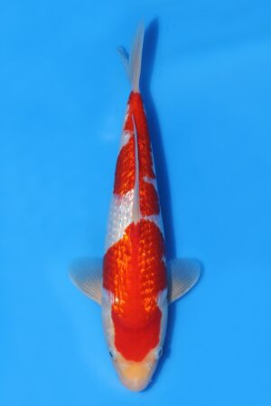Gin Rin Kohaku - SK-TZO14