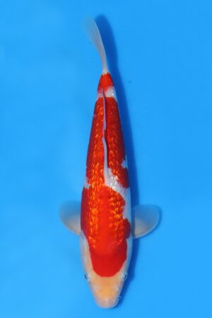 Gin Rin Kohaku - SK-TZO22