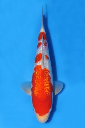 Gin Rin Kohaku - SK-TZO29