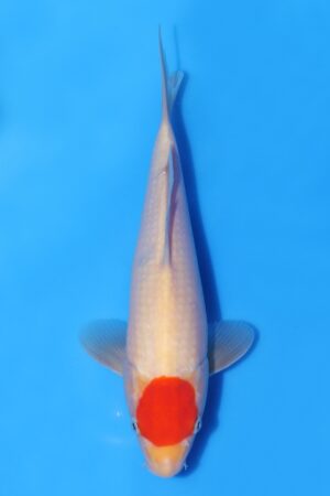 Tancho Kohaku - SK-TZO02