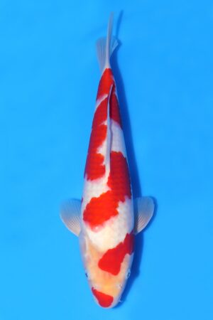 Kohaku - SK-TZO03