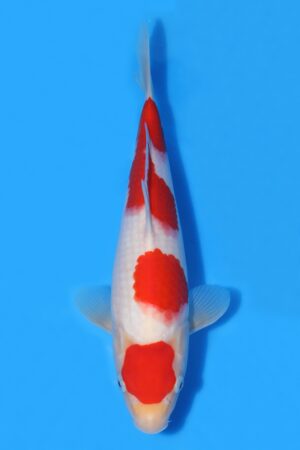 Kohaku - SK-TZO06