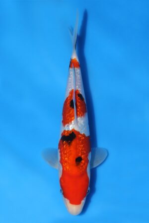 Gin Rin Sanke - SK-810