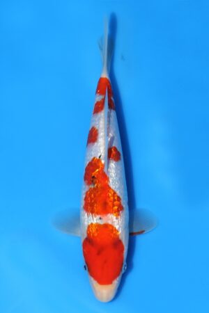 Gin Rin Sanke - SK-795