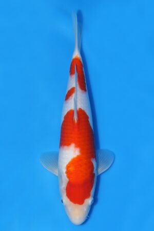 Kohaku - SK-824