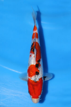 Gin Rin Showa - SK-KBN29
