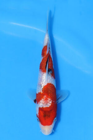 Gin Rin Showa - SK-KBN35
